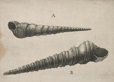 Schelpen (Turritella terebra en T. duplicata L.) door Wenceslaus Hollar